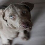 Au secours, mon Braque de Weimar détruit tout Braque de Weimar qui détruit tout