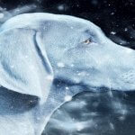 Histoire Braque de Weimar