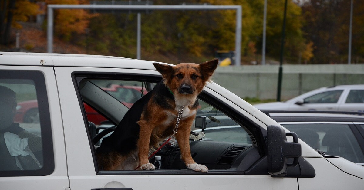 Une voiture propre avec un chien