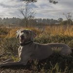 Les meilleures promenades pour Braque de Weimar Promenades Braque de Weimar