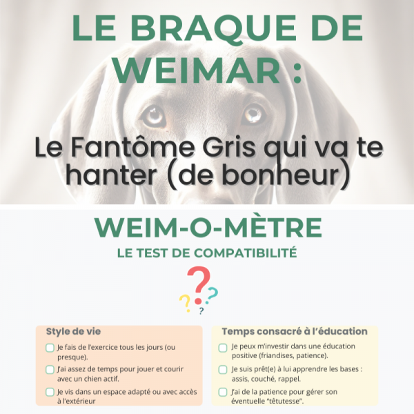 Pack complet eBook Braque de Weimar