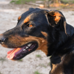 Le beauceron est fidèle, protecteur et très famille.