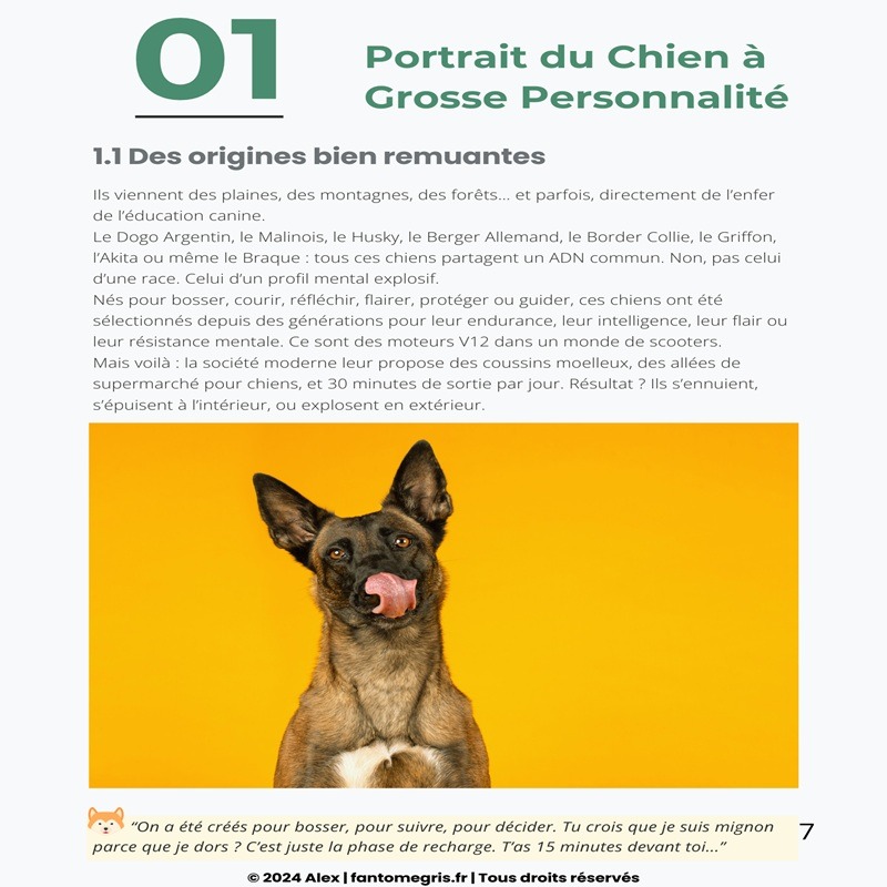 Guide : Vivre avec son grand toutou (+outils gratuits) – Image 4