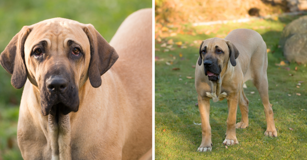 Magnifique Fila Brasileiro