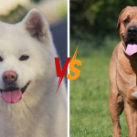 Akita Inu et Tosa Inu