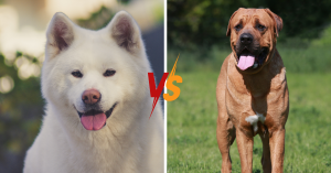Akita Inu et Tosa Inu