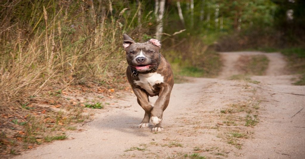Education caractère Amstaff