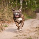 Education caractère Amstaff