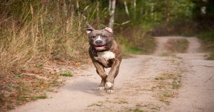Education caractère Amstaff