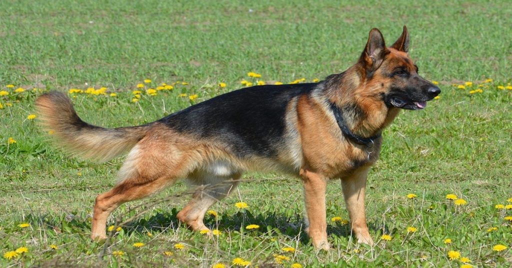 Berger Allemand à l'affût 