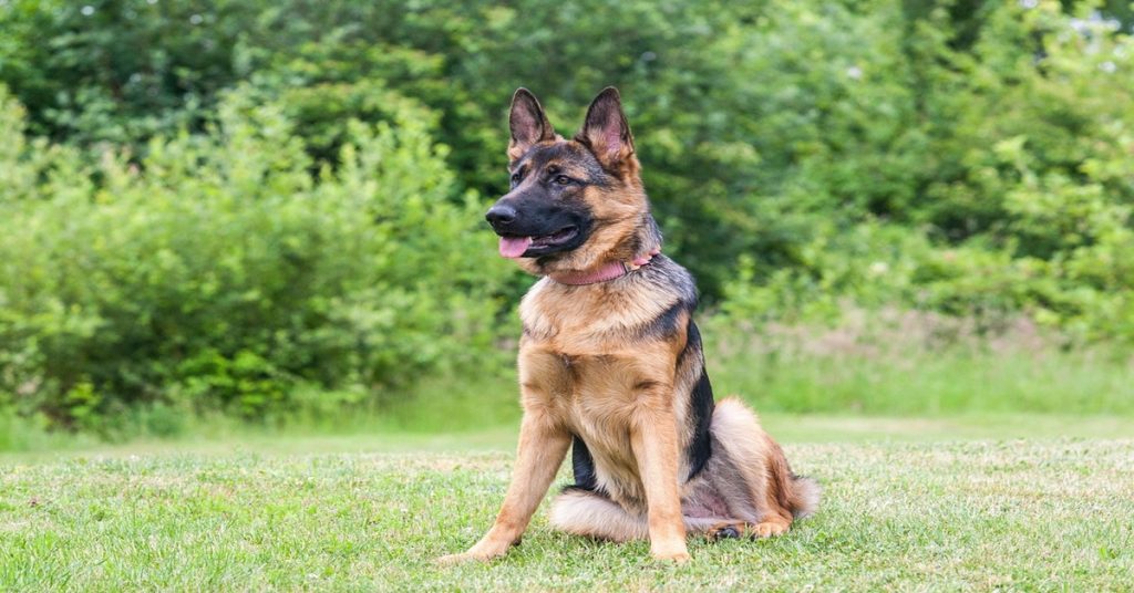 Berger Allemand