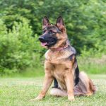 Berger Allemand