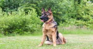 Berger Allemand