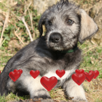 Eduquer un chiot Irish