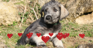Eduquer un chiot Irish