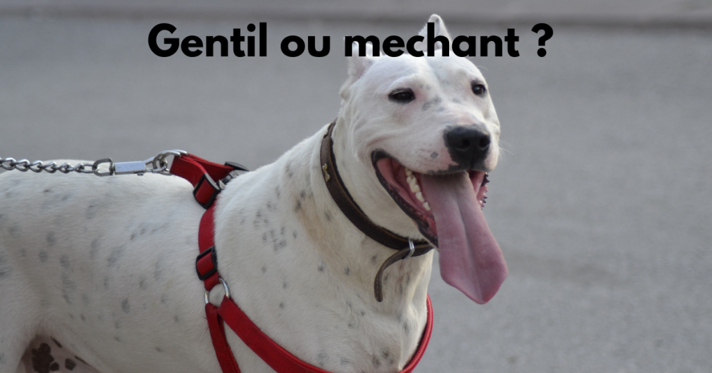 Dogue Argentin Dangereux ou non ?