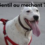 Dogue Argentin Dangereux ou non ?