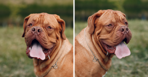 Caractère Dogue de Bordeaux