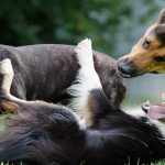 Grands chiens pour les familles