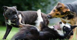 Grands chiens pour les familles