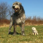 Irish Wolfhound