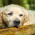Laisses grands chiens à découvrir ici