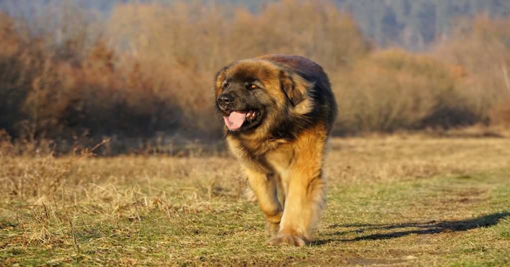 Le Leonberg