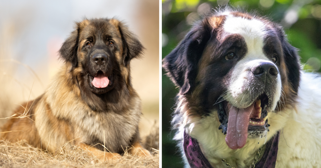 Leonberg et Saint Bernard