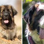 Leonberg et Saint Bernard