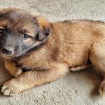 Durée de vie d'un Leonberg