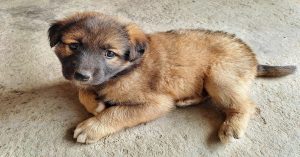 Durée de vie d'un Leonberg