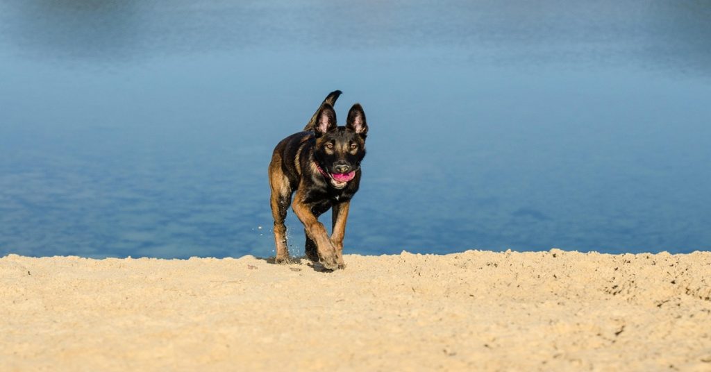 Le Malinois