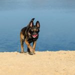 Le Malinois
