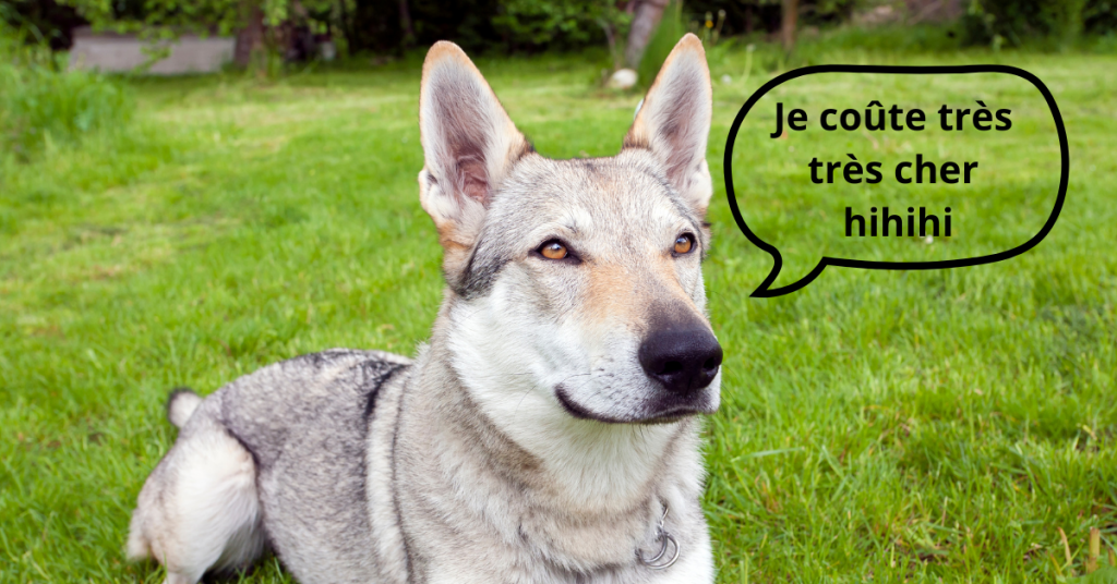 Combien coûte chien loup ?