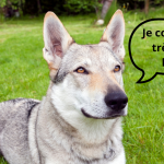 Combien coûte chien loup ?