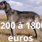 Un chiot Lévrier Irlandais coûte entre 1200 et 1800 euros.