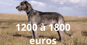 Un chiot Lévrier Irlandais coûte entre 1200 et 1800 euros.
