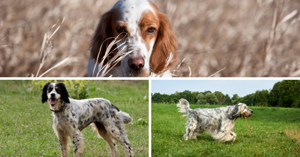 Le caractère du Setter Anglais
