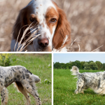 Le caractère du Setter Anglais