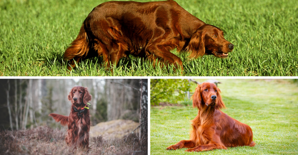 Caractère setter Irlandais