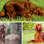 Caractère setter Irlandais