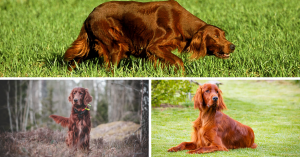Caractère setter Irlandais