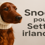 Snood Setter Irlandais