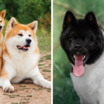 Akita Inu dangereux