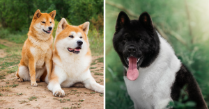 Akita Inu dangereux