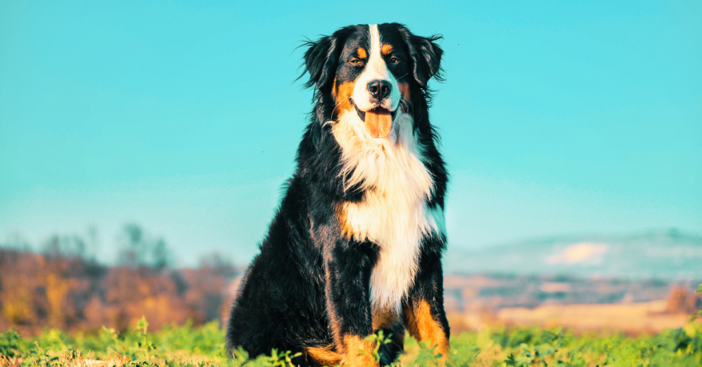 Un Bouvier Bernois