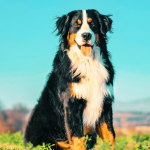 Un Bouvier Bernois