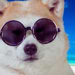 Caractère Akita Inu