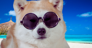 Caractère Akita Inu