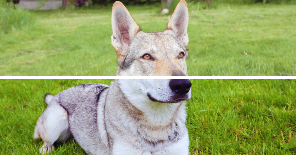 Caractère chien Loup